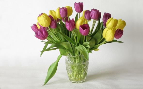 Tulipany Tulipany